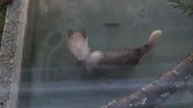 十三狼吃瓜,揭秘娱乐圈背后的秘密与真相