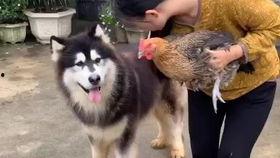 吃瓜的胖牛,揭秘娱乐圈背后的故事