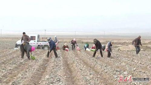 老人可以吃籽瓜吗