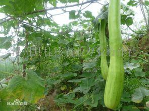 砍瓜是怎样吃,探索独特美味的多重吃法