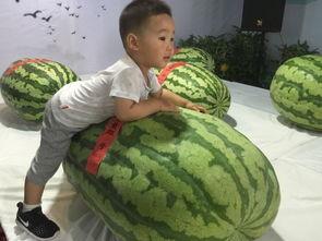 小王王吃瓜,揭秘娱乐圈那些不为人知的幕后故事