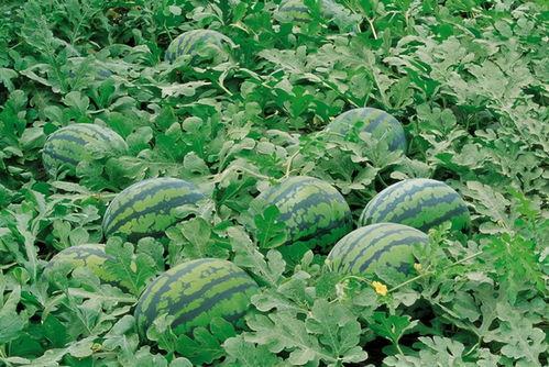 蹦蹦吃瓜群,揭秘网络社交新潮流