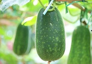 秋后吃瓜必咳,揭秘秋季吃瓜的养生误区