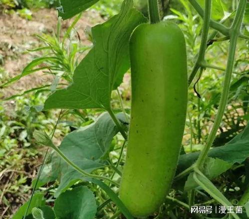 粗瓠子瓜怎么吃,解锁健康美味新选择