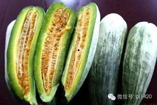 吃羊角酥瓜,传统美食的甜蜜邂逅