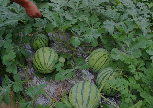 山西长治吃瓜事件视频,山西长治“吃瓜事件”视频引发热议