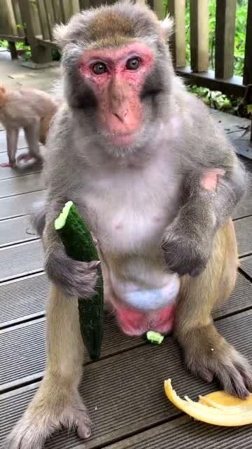 猴女吃瓜