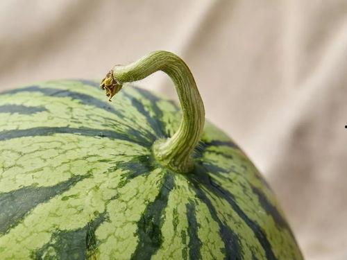 扇面吃瓜,一场别开生面的吃瓜盛宴