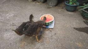 小鸭吃可上瓜,探索可上瓜的奇妙滋味