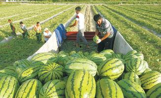 林州吃瓜大爆料,揭秘背后惊人真相