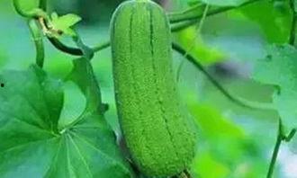 秋后吃瓜好吗,美味与健康的完美邂逅