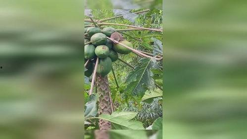 瓜老是被鸟吃,一场生态生存的传奇故事