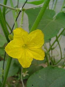 小鱼海棠吃瓜什么梗