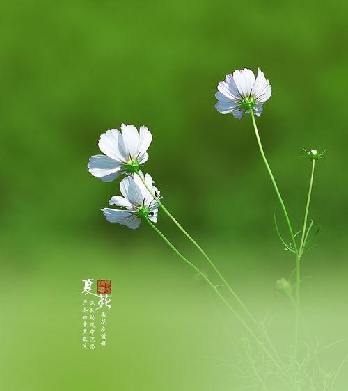 夏花躲雨吃瓜,夏日悠闲时光