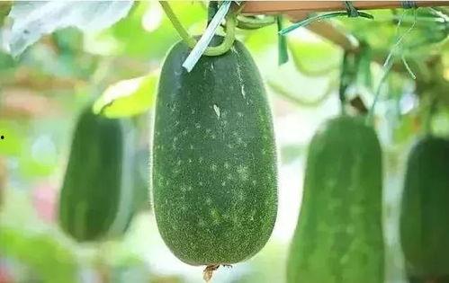 小暑吃瓜大暑吃啥,大暑时节的美食推荐