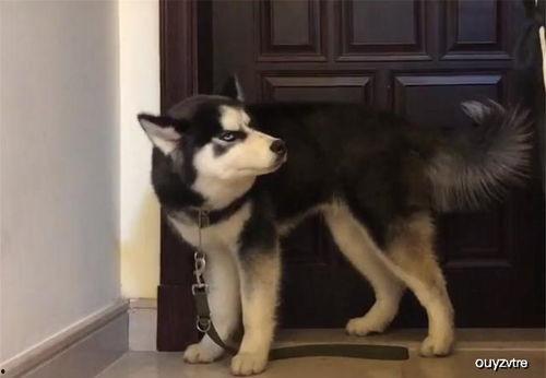 吃口瓜的哈士奇