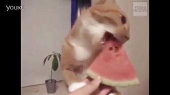 吃瓜拍档,揭秘娱乐圈幕后故事