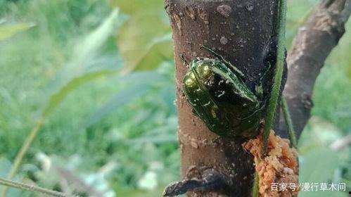 什么虫吃瓜叶,探究那些吞噬绿叶的神秘生物