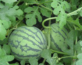 孕妇吃淡水瓜,淡水瓜助力母婴健康