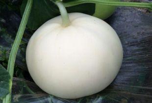 吃梨瓜口苦,揭秘消暑佳果背后的苦涩真相