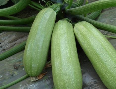 西芦瓜怎么吃,探索美味与健康的完美结合