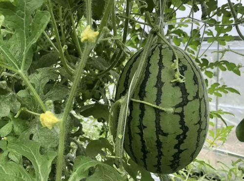 后屯村吃瓜,共享欢乐时光