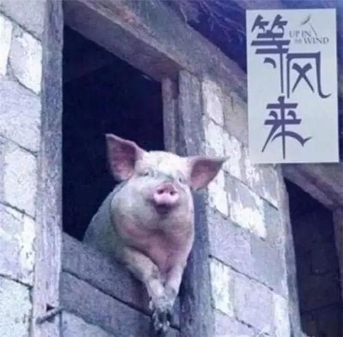 刘大瓜吃猪脑壳,一场味蕾与勇气的较量