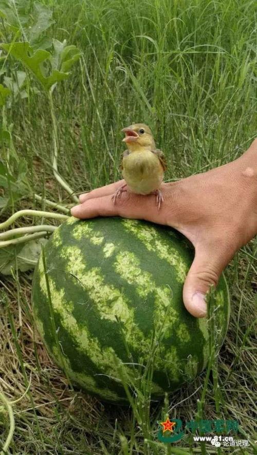 吃大瓜结果不是大瓜什么意思,真相背后的趣味解读