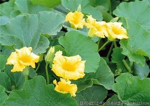 四朵小花吃瓜,揭秘瓜界风云