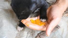 瓜蛆如何吃,从田间到餐桌的蜕变之旅