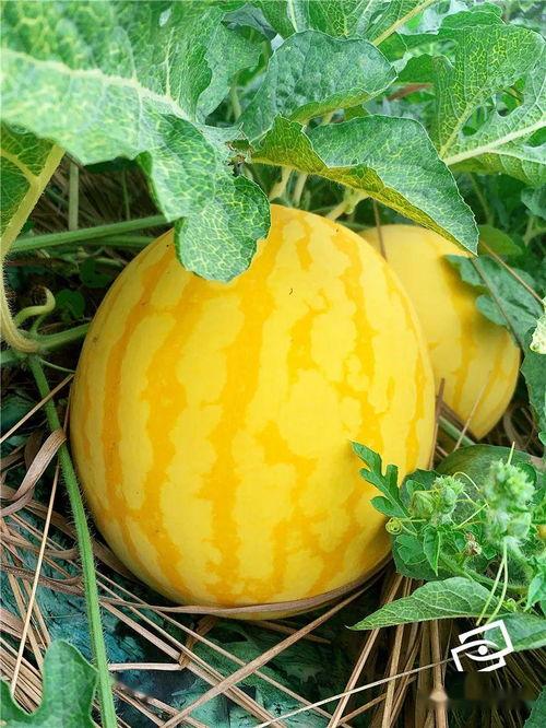 南海吃瓜最新视频