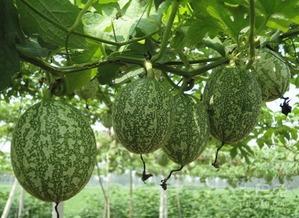 实力吃瓜图片,揭秘娱乐圈幕后真相