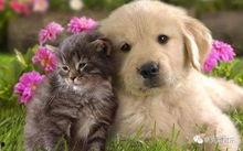 吃瓜小狗情侣ID,吃瓜小狗情侣的浪漫故事