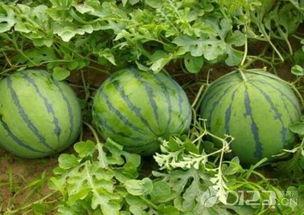 给我放吃瓜,吃瓜群众眼中的明星幕后故事