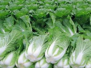 茭瓜怎么吃白菜,家常美味新尝试