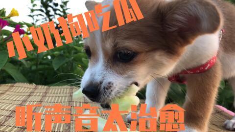 吃瓜狗卡住了,揭秘背后真相与反思