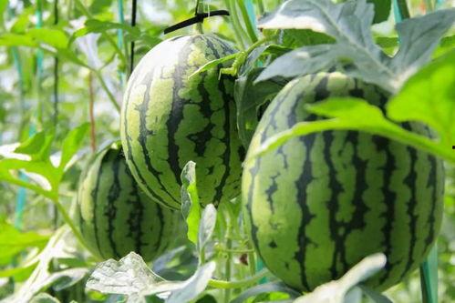 婆婆采瓜给我吃,采瓜送暖，家的味道