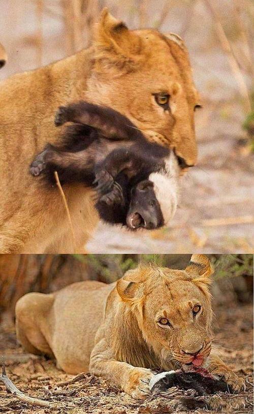 瓜哥吃瓜新奇动物,揭秘瓜界新奇动物家族