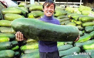 吃瓜爱吃肉,尽享美食盛宴