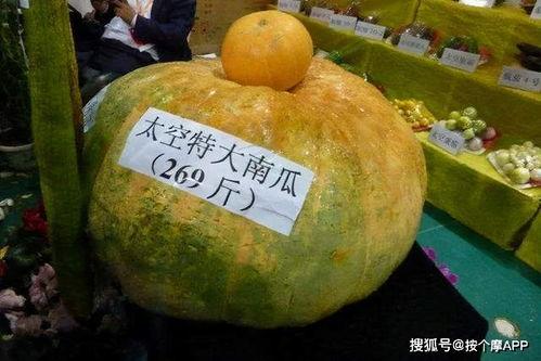 寿光东夏吃瓜,瓜果飘香，品味田园生活新篇章