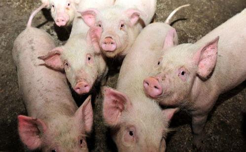 粉红的猪八分钟吃瓜