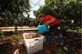 曹县吃瓜事件最新,揭秘网络舆论背后的真相与反思