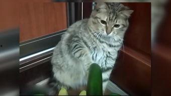 猫咪怎么吃大瓜,揭秘猫咪吃大瓜的趣味瞬间